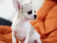 Щеночки чихуахуа, фотография 6
