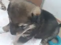 отдам в хорошие руки