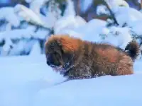 Щенки тибетского мастифа от питомника Мистик Рейнджер