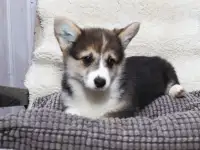 Вельш-корги пемброк - шикарные щенки, фотография 3