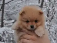 щенки шпица