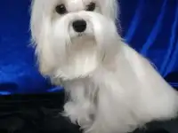 мальтезе мальчик чемпион, фотография 2