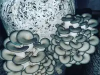 Продаю готовый бизнес, фотография 2