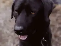 Потеряшка