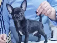 Щенок чихуахуа мини мальчик чёрного окраса