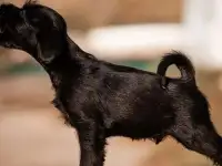 Миттельшнауцер щенки