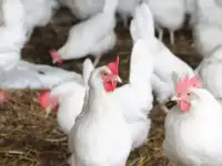 Продам курей(несушки). С доставкой ко двору., фотография 3