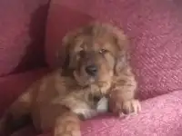 Щенки тибетского мастифа