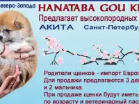Продажа щенков Акита Ину