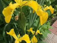 Ирисы и хосты, фотография 2