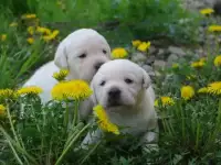 Продаётся чудесный щенок лабрадора!