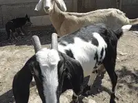 Продам козье молоко нубийцев
