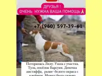 Помогите найти любимую собаку