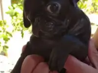 МОПС