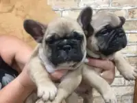 Щенки французского бульдога