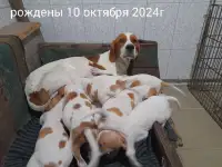 продаются щенки