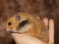Сирийские хомяки, крупные, ручные, фотография 7