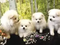 Продам шпица