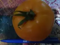 Томаты