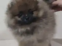 Шпищ