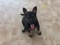 Щенки в дар