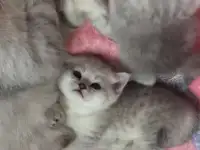 Британские котята 