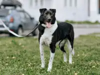 Курт ищет дом, фотография 5