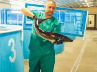 Домашний осетровый модуль (УЗВ) 4000 кг рыбы в год