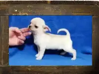 Щенки чихуахуа