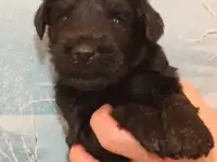 Щенки ризеншнауцера