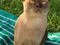 Пропал кот! Вознаграждение 50 000р.!, фотография 2