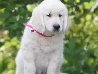 Щенки золотистого ретривера
