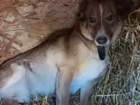 Необыкновенно красивая собака Рыжуля в добрые руки!, фотография 5