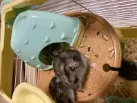 Отдам хомяков в добрые руки