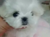 Мини Мальтезе. Корея. РКФ