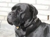 щенки кане корсо