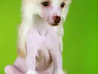 Красивый голый мальчик КХС, фотография 11