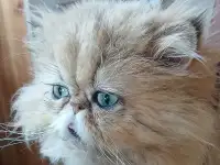 Персидский котик в добрые руки
