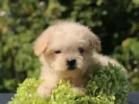 мальтипу щенки мини и микро, фотография 7