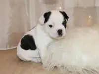 Щенок Французского Бульдога