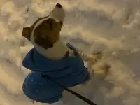 Продам щенка Джек Рассел