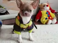 Чихуахуа мальчик.