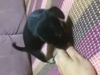 щенки чихуа