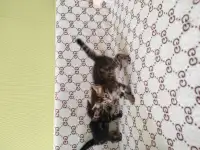 Бенгальские котята, фотография 3