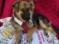 Пуховой щенок нереальной красоты