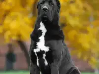 щенки алабая