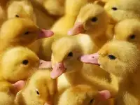Утята,гусята,мулард., фотография 2