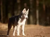 Щенок хаски с документами, фотография 8