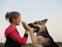 восточноевропейские овчарки, фотография 8
