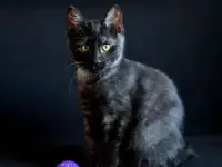 котята рысята, фотография 4